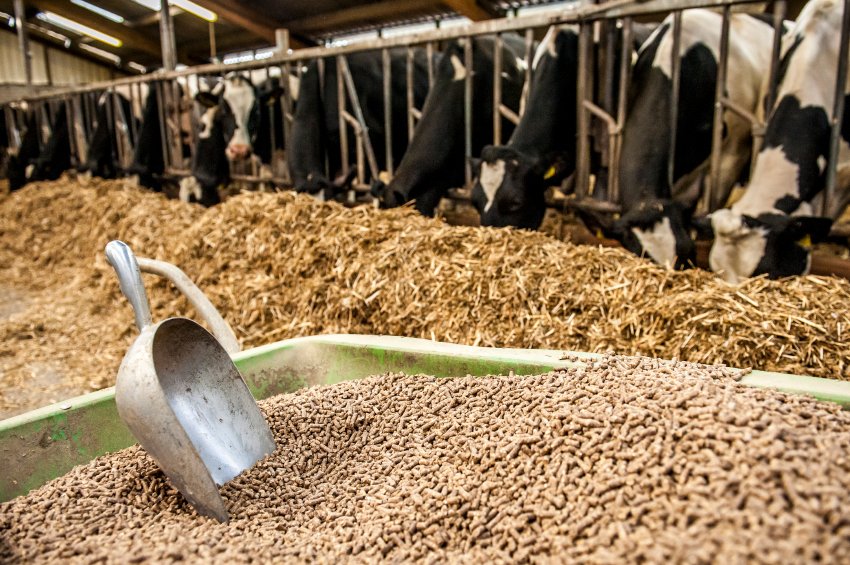 Navigating Nutritional Frontiers, Unveiling the Future of the Cattle Feed Market 