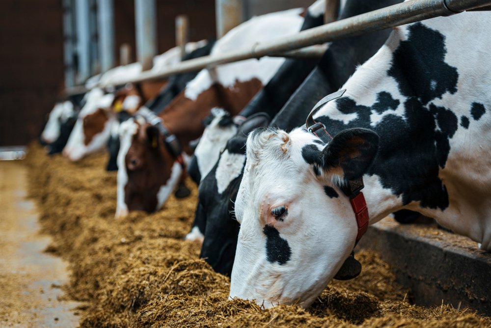 Navigating Nutritional Frontiers, Unveiling the Future of the Cattle Feed Market 