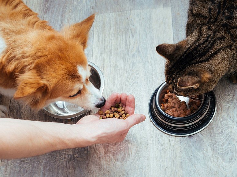 Booming Pet Food Market, Trends, Impacts, and Future Outlook